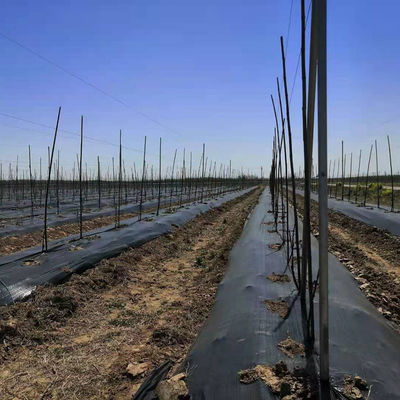 Jardín Agricultura Granja Negro Anti hierba Tejido Barrera de malezas Alfombra de control de mantillo Herramienta de tela PORTABLE