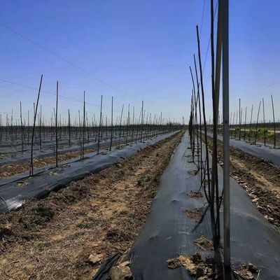 Jardín maleza Agricultura Cobertura del suelo Paisaje Tejido Telo Pacciamatura Película de mantillo de plástico Agricultura