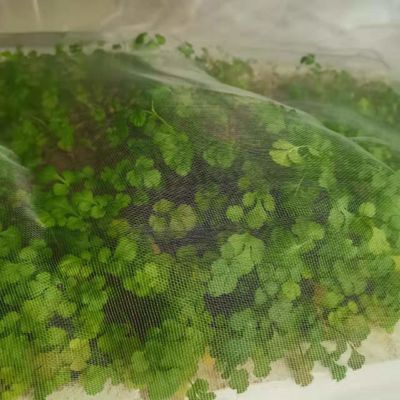 Sostenible 40 60 80 malla Red de protección contra insectos Invernadero Agro Tomate Proteger la malla a prueba de insectos Transparente Red anti áfidos