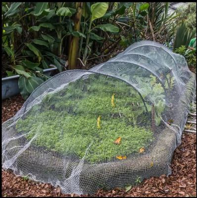 40 80 malla Red de protección contra insectos invernadero Agro tomate Proteger a prueba de insectos malla transparente contra áfidos red TRAPS